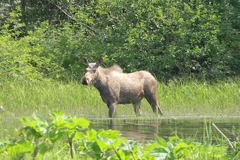 Haines Wilderness River Adventure