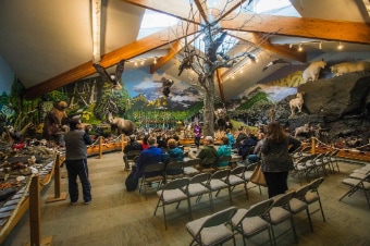 Alaska Raptors & Bald Eagle Foundation