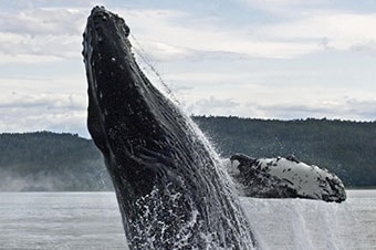 Whales & Lighthouse Tales
