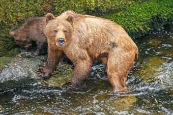 Wild Bears of Anan
