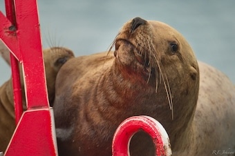 Wildlife Discovery Cruise