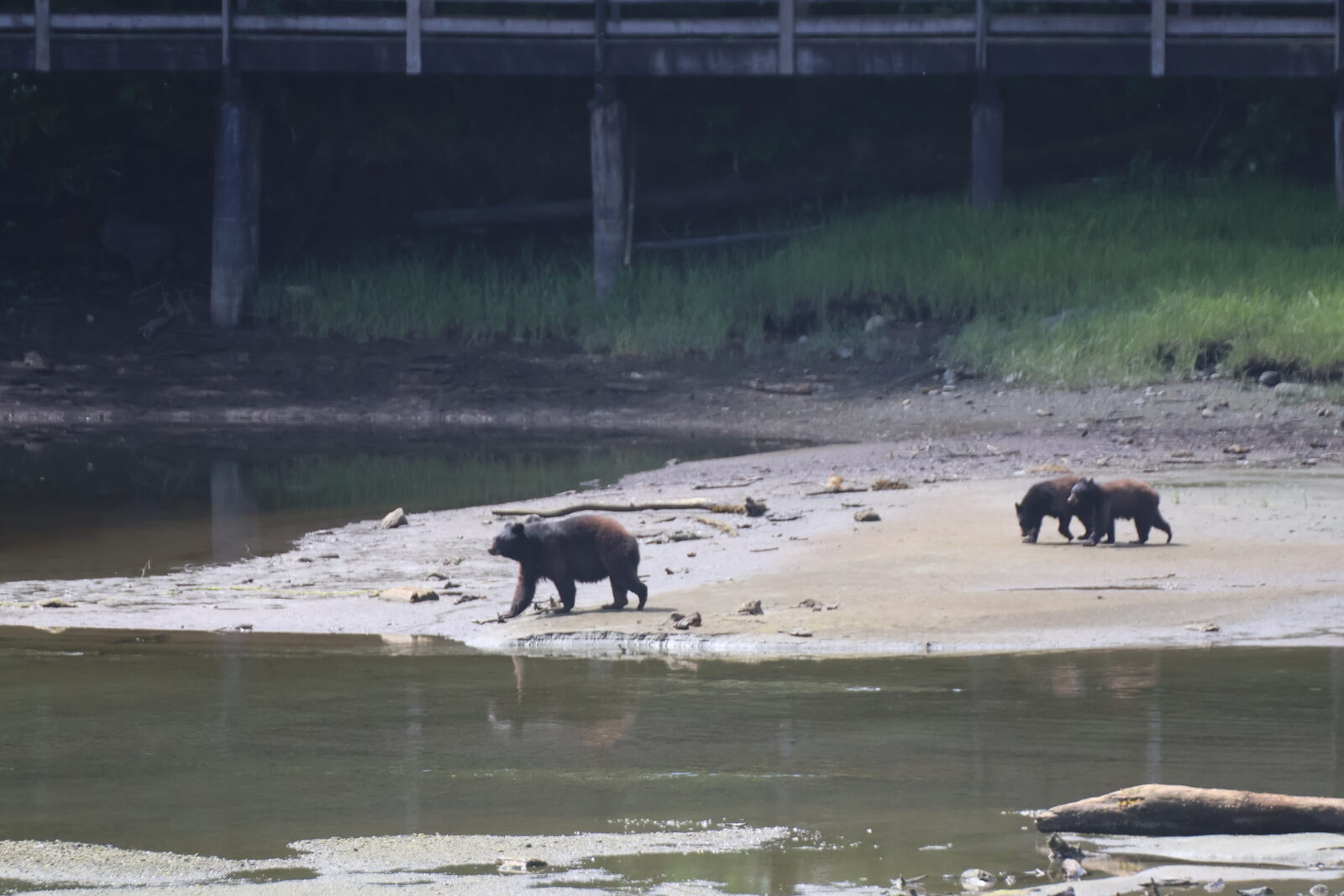 Black bear and cubs on a tidal flat in Southeast Alaska