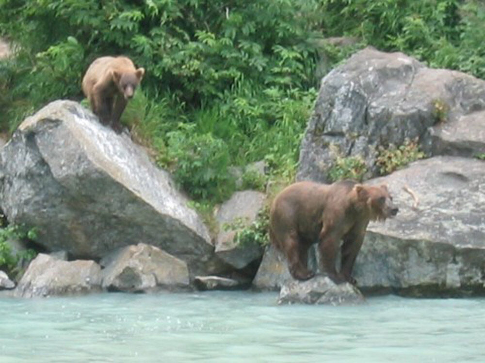 Brown bears fishing at Redoubt Bay, Alaska