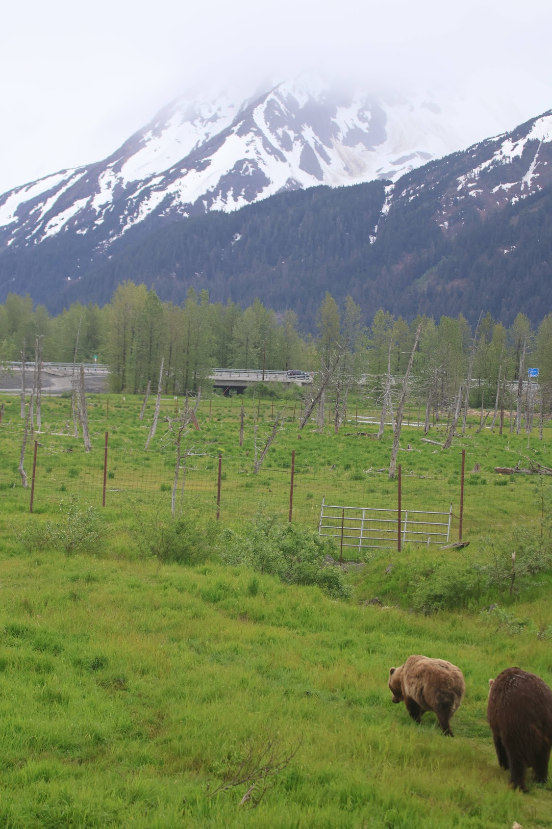 Two brown bears grazing in a grassy enclosure at the Alaska Wildlife Conservation Center, with snow-covered mountains and the Seward Highway behind