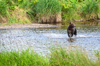 Remote Wildlife & Brown Bear Search