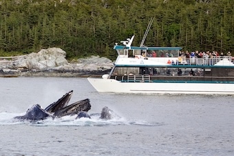 Whale Watching & Wildlife Quest