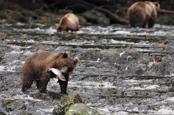 Waterfall Creek Brown Bear Viewing & Flight