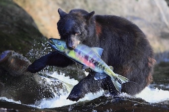 Alaska Bear Adventure & Flight