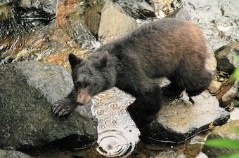Black Bear, Wildlife & Nature Walk