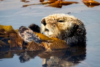 Sea Otter & Wildlife Quest