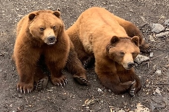 Alaska Raptor Center & Fortress of the Bear